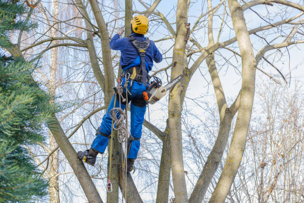 Best Tree Disease Treatment  in Richfield, WI