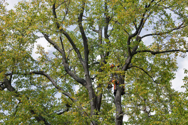 How Our Tree Care Process Works  in  Richfield, WI